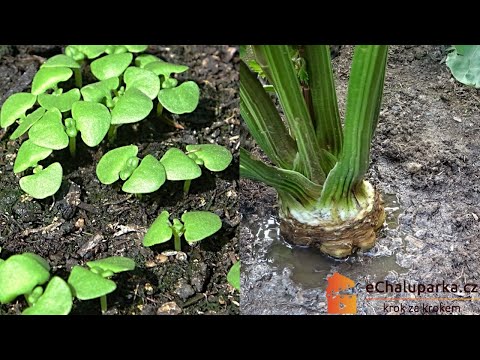 Video: Jak zasadím cibule kala?