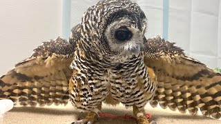 owl bathing in water