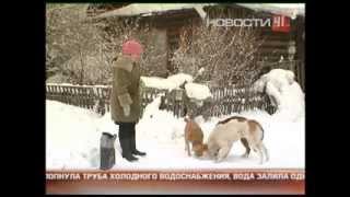 Дорога к дому. Восстановить дом и приют для собак Дорога к дому. Восстановить дом и приют для собак