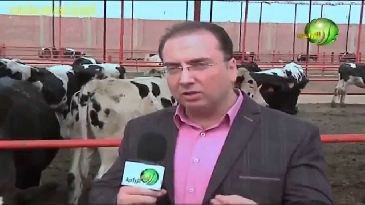 مشروع مزارع الالبان من مراحل التربية حتى الحلب بالتفصيل