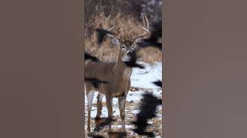 Do You See What’s Wrong? Deer Are The Toughest Animals#hunting #nature #shorts