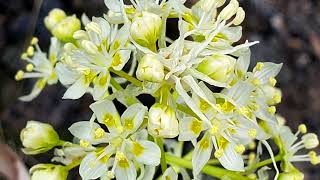 Death Camas (Toxicoscordion)