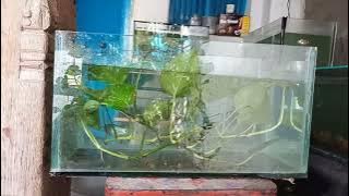 Gourami fish breeding part 1