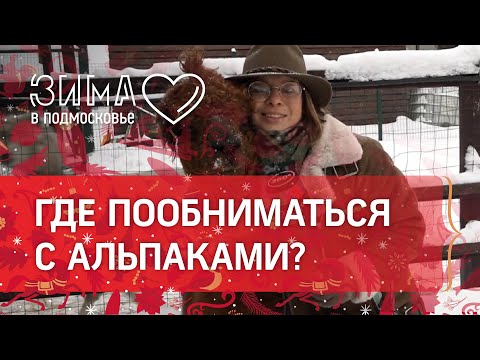 Ручные альпаки под Дмитровом и кафе в стиле дикого Запада