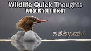 Wildlife Photography Quick Thoughts - What is Your Intent screenshot 4