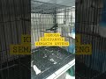 Burung Kacer Jawa Barat Jantan Calon Indukan, Beli Dari Pasar Burung Pramuka. Update Hari Pertama.