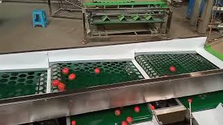 tomato sorting machine, tomato grading machine by anna Wang 426 views 8 months ago 57 seconds