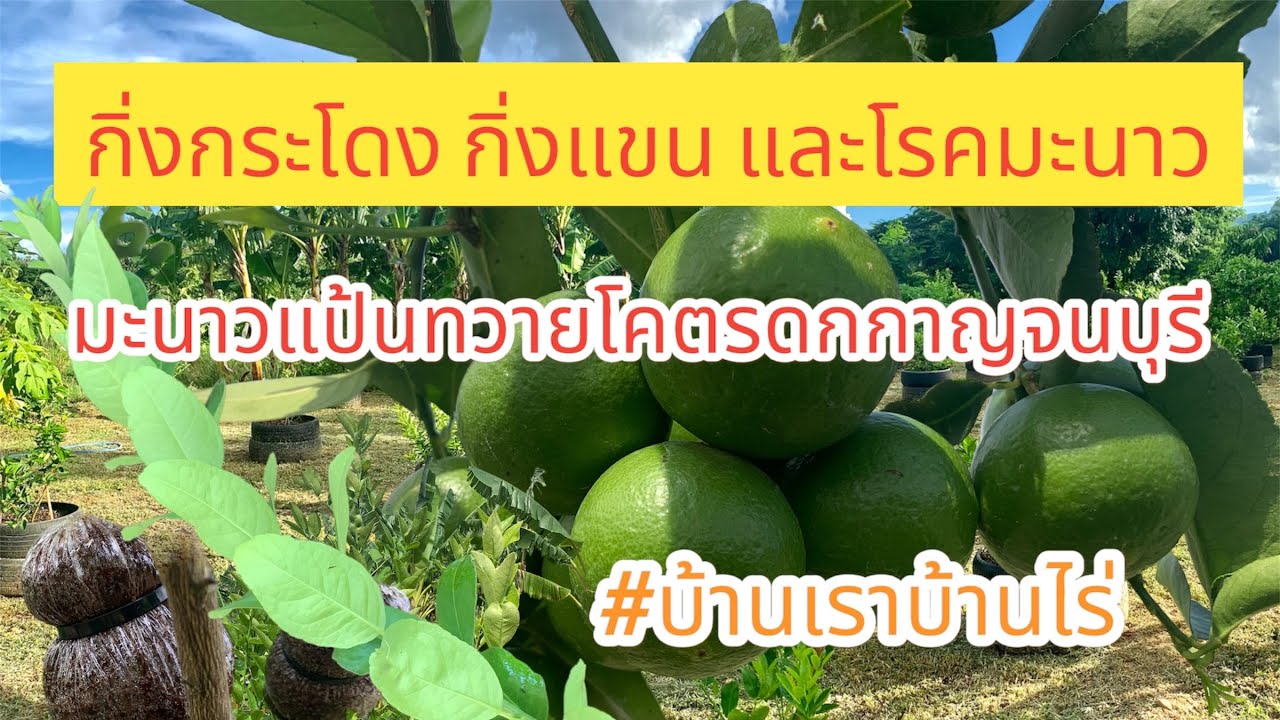 กิ่งแขน กิ่งกระโดง และโรคมะนาว มะนาวแป้นทวายโคตรดกกาญจนบุรี