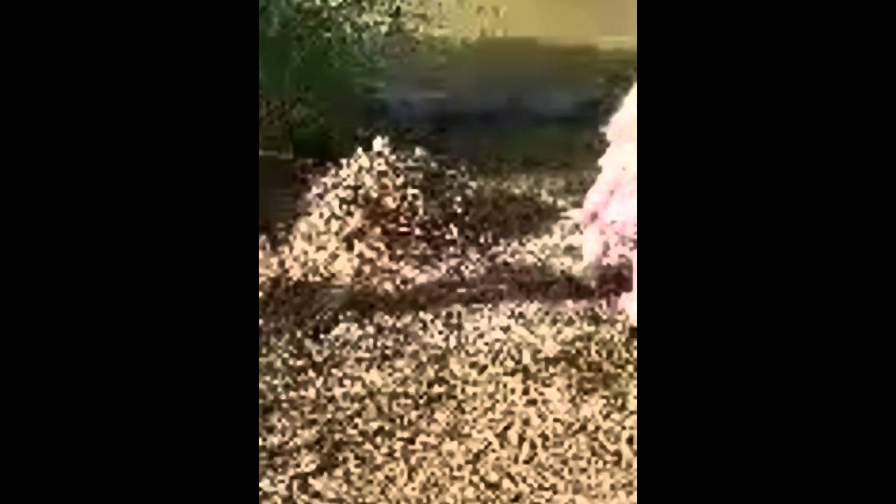 Mommy goose disciplines toddler