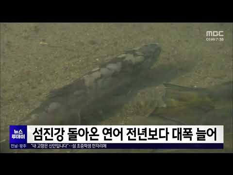 섬진강 돌아온 연어 전년보다 대폭 늘어[목포MBC 뉴스투데이]