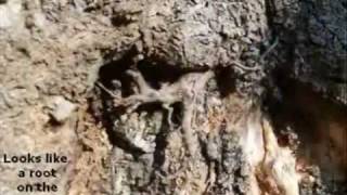In Search of Tree Cavities