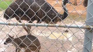 الإميو الاسترالي والكنغر | حديقه الحيوان