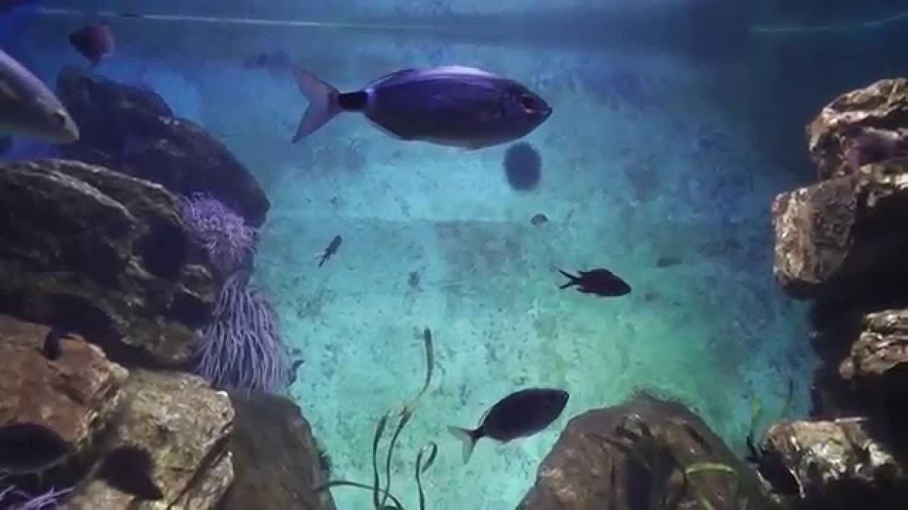 Zoo Frankfurt Großes Aquarium in HD YouTube