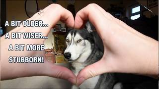 When Your Husky Is DONE With Your Shenanigans!