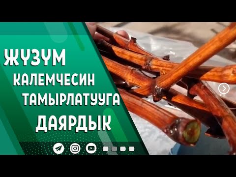 Video: Чинар даракты кантип өстүрүү керек