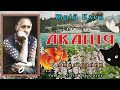 Acacia 1947 Yuriy Klen Short Story Let S Listen To Ukrainian