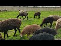 (764) новое пастбища овец