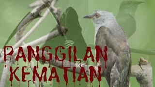 Video Anak Burung Kedasih Yang Jahat Smotret Onlajn