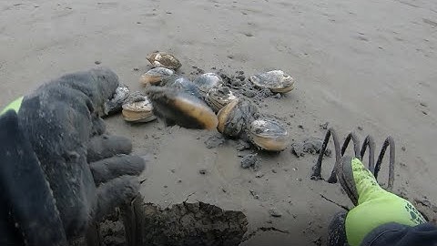 Steamers (Soft Shell Clams) - Cape Cod