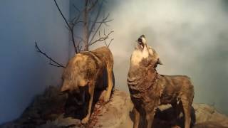 Asturias .lobo ataca distraida.