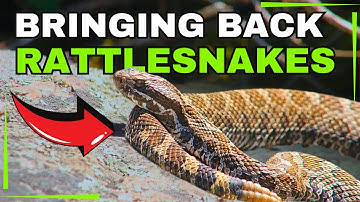Fighting to Save the Massasauga Rattlesnake - Here