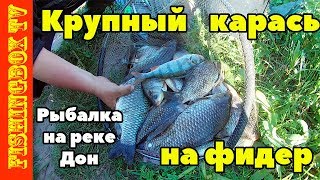 Рыбалка на реке Дон. Крупный карась на фидер.
