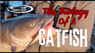 Fishing 411~The Biology of Catfish