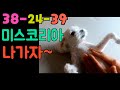 [Maltese] 492탄. 미스코리아 준비하는 강아지