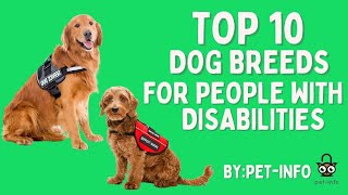 Top 10 Dog Breeds for People with Disabilities 2023 Edition