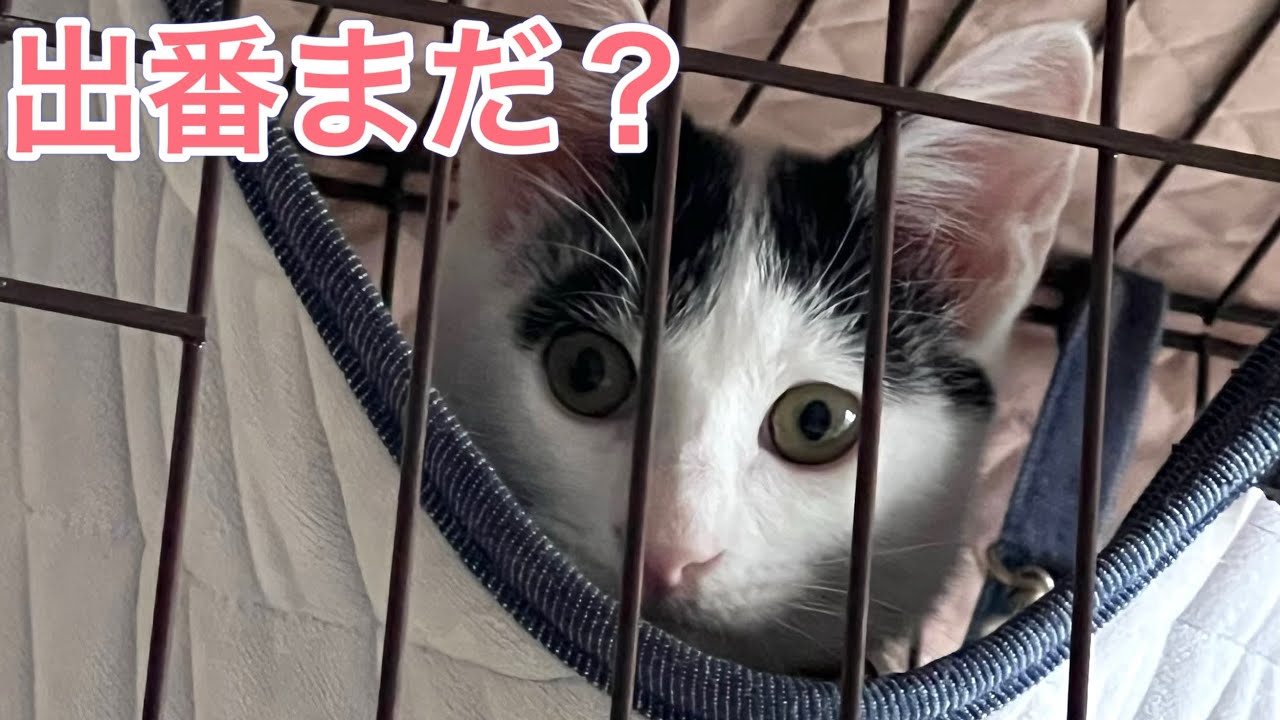 休むヒマがない猫の一日🐱