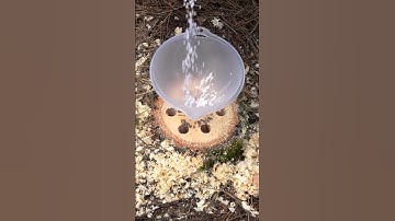 The easy way to remove a tree stump #shorts #tree #asmr #satisfying #viralchannel #diylovers #foryou