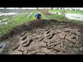 OMG! Mr Joy Catching Snakehead Fish Under Muddy After Growing Rice