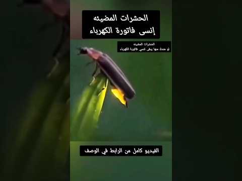 مشهد نادر للحشرات المضيئة كيف يخرج منها النور       
