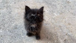 Cute black kitten with beautiful fur. This kitten is so beautiful.