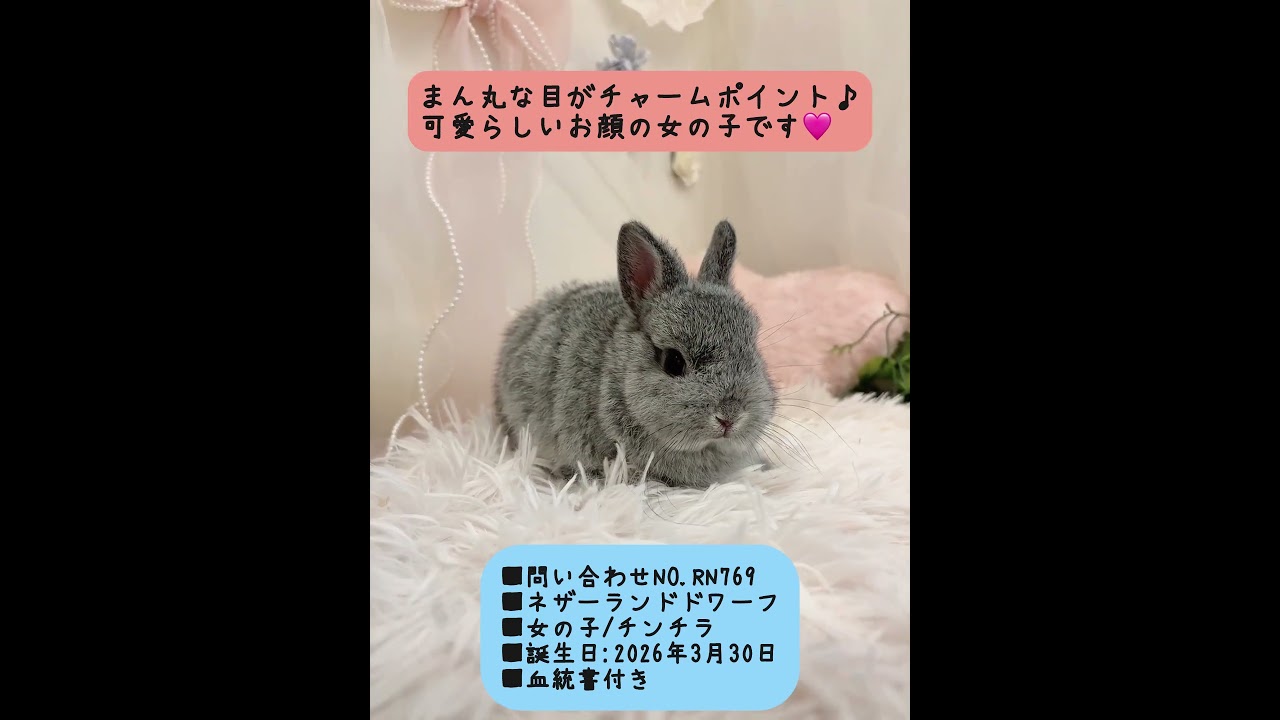 うさぎベビーちゃん♡【和泉本店】#shorts - YouTube