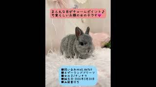 うさぎベビーちゃん♡【和泉本店】#shorts - YouTube