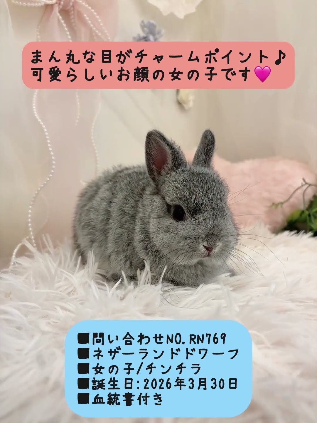 うさぎベビーちゃん♡【和泉本店】#shorts - YouTube