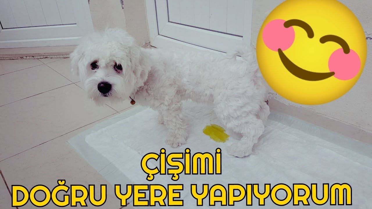 Kopeklerde Tuvalet Egitimi Basarili Sonuc Maltese Terrier Youtube