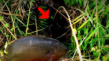 Câu nhấp cá rô đồng cập mé kênh trong những bui cây @chuachactv