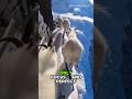 “No Fear. Just Focus.” #shorts #youtubeshorts #viralshorts #goat