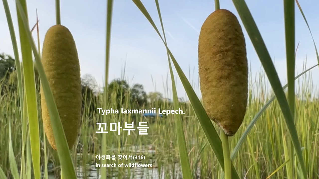 꼬마부들 Typha laxmannii 야생화를 찾아서(316) in search of wildflowers 한밭수목원 Hanbat Arboretum