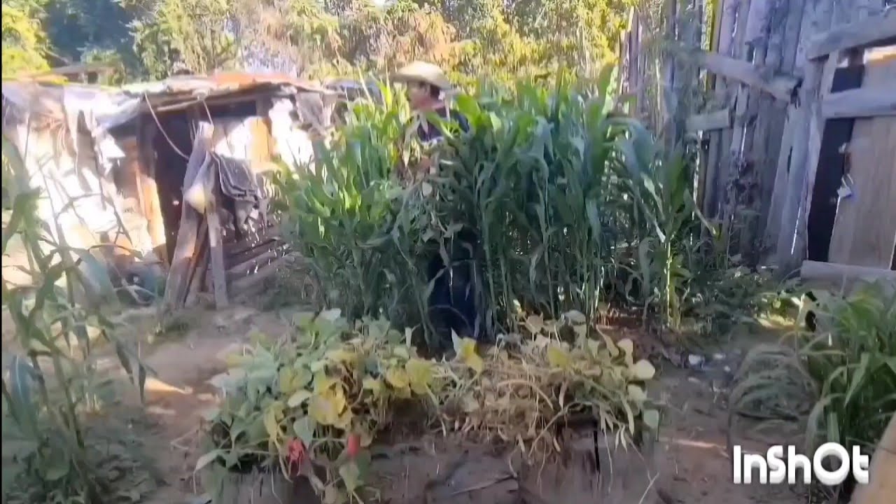 Frijol recien  cosechado  A la hoya  