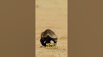 Don’t mess with a honey badger! #animals #cuteanimal #animalshorts #wildlife #honey #wildlife #funny