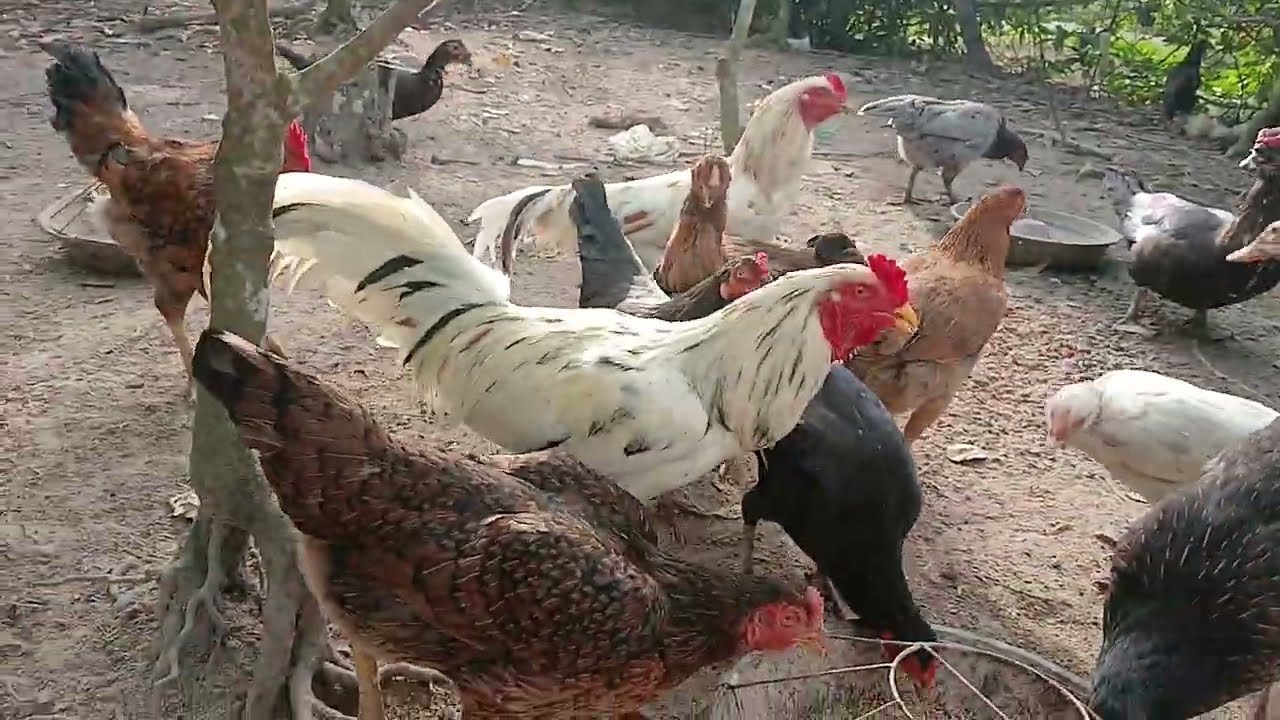 Nuôi gà ít nhưng hiệu quả cao 