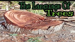 THE SECRET LANGUAGE OF TREES