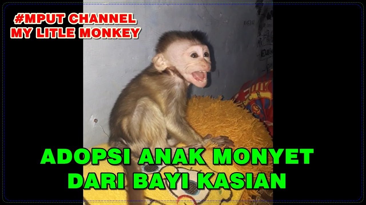 Baru Adopsi Anak Monyet Part 1 Youtube