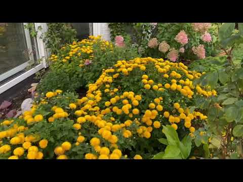 Video: Vivero Joyful Garden En Levashovo