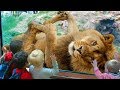 FUNNY Animals Trolling Babies and Kid in The Zoo|| Funny Baby and Pet