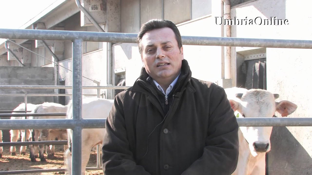 Fattoria Luchetti, allevamenti Chianina e vendita diretta