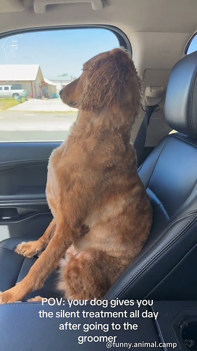 I swear there's a person inside this dog#dog #doglover #funny #funnyvideos #foryou #fypage   #dogs